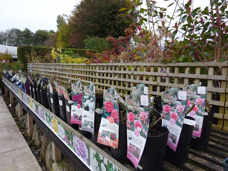 Case study Seven Oaks Garden Centre, Ruthin Horticulture Wales