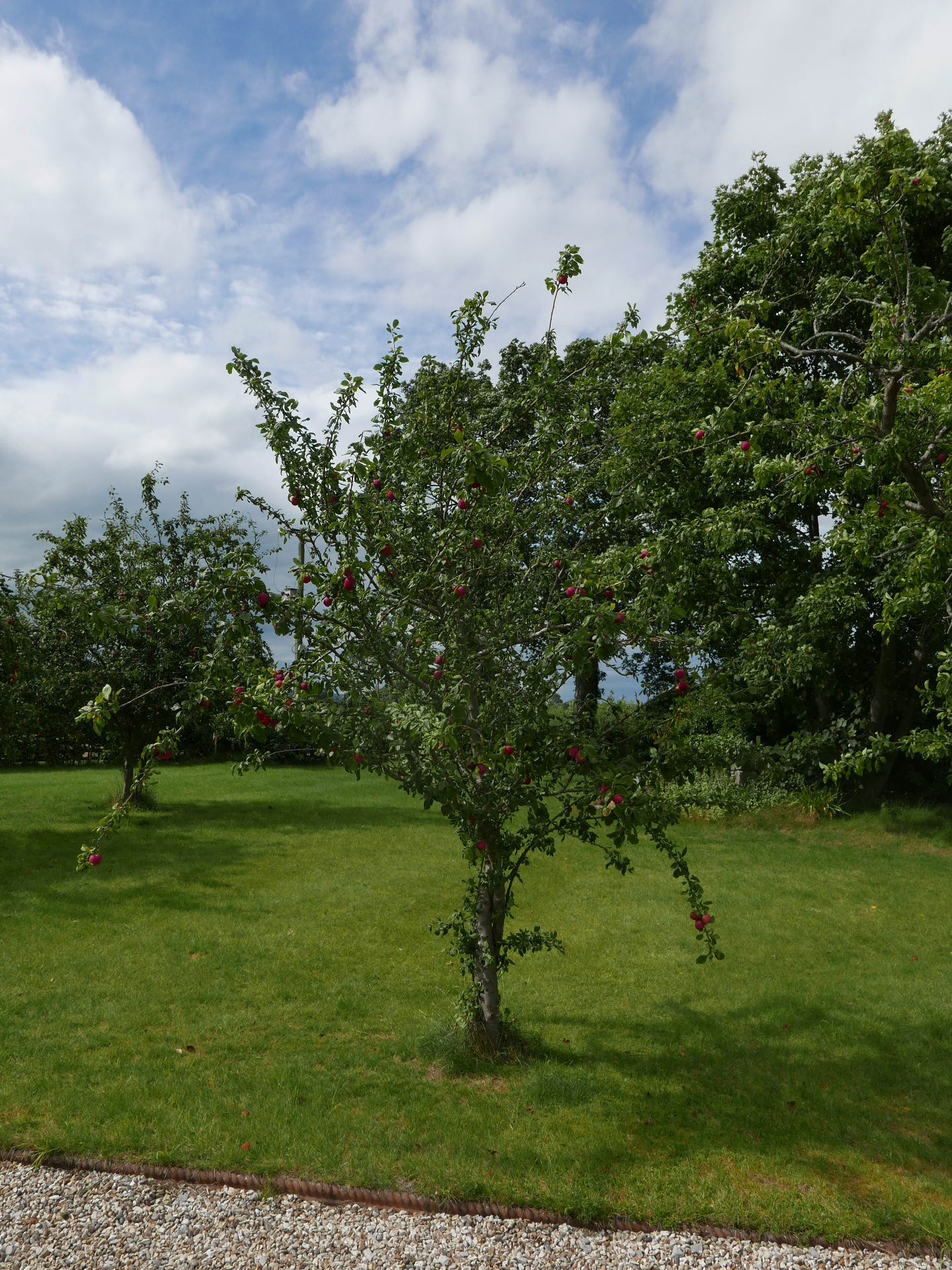 The Vale of Clwyd Denbigh Plum Cluster – Horticulture Wales