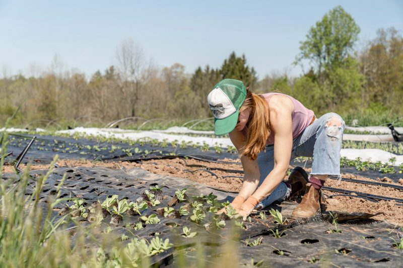 Spraying Pesticide With Portable Sprayer To Eradicate Garden Weeds In The  Lawn Weedicide Spray On The Weeds In The Garden Pesticide Use Is Hazardous  To Health Stock Photo - Download Image Now 